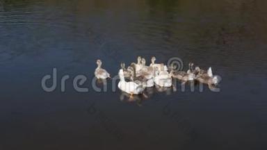 一群在池塘里游泳的鸭子。水禽正在水上休息游泳。鸭子家族。水禽在自然栖息地